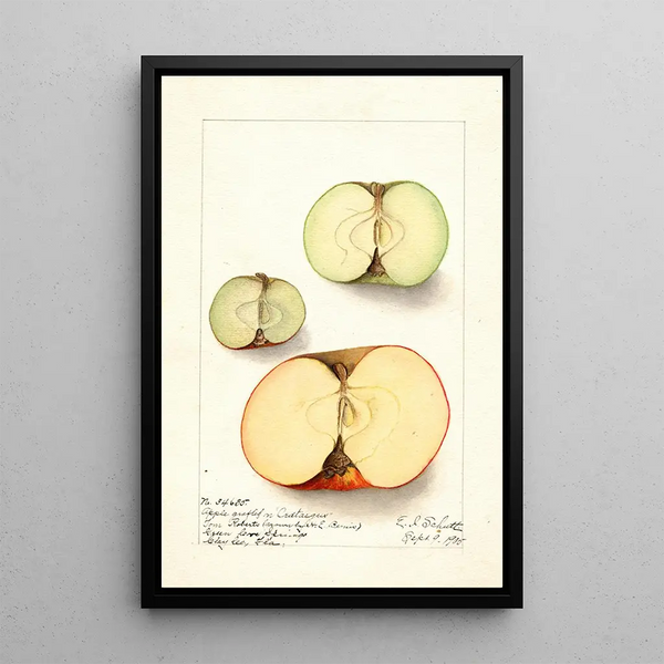 Malus domestica - Ellen Isham Schutt — gerahmtes Bild an der Wand