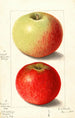 Malus domestica Alexander Tillage - Ellen Isham Schutt — Ansicht des Kunstwerks