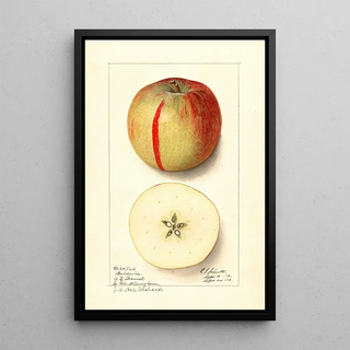 Ellen Isham Schutt - Malus domestica Baldwin.webp