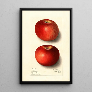 Ellen Isham Schutt - Malus domestica Beach.webp