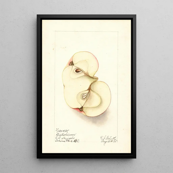 Malus domestica Bietigheimer - Ellen Isham Schutt — gerahmtes Bild an der Wand
