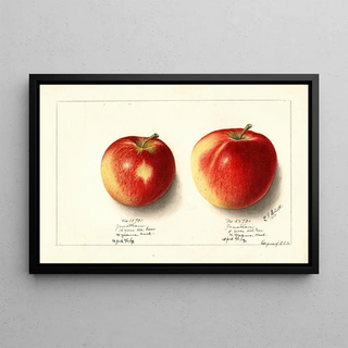 Ellen Isham Schutt - Malus domestica Jonathan.webp