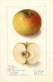 Malus domestica Landsberg - Ellen Isham Schutt — Ansicht des Kunstwerks