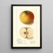 Malus domestica Landsberg - Ellen Isham Schutt — gerahmtes Bild an der Wand