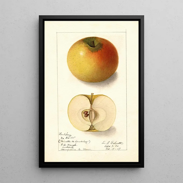 Malus domestica Landsberg - Ellen Isham Schutt — gerahmtes Bild an der Wand