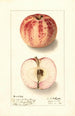 Malus domestica Liveland Raspberry - Ellen Isham Schutt — Ansicht des Kunstwerks