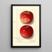 Malus domestica Missouri Pippin - Ellen Isham Schutt — gerahmtes Bild an der Wand