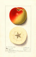 Malus domestica Monmouth - Ellen Isham Schutt — Ansicht des Kunstwerks
