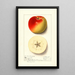 Malus domestica Monmouth - Ellen Isham Schutt — gerahmtes Bild an der Wand