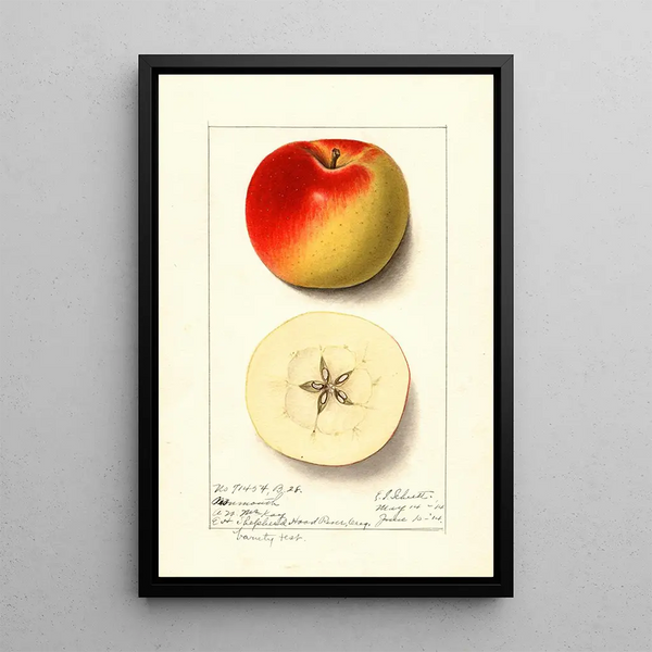 Malus domestica Monmouth - Ellen Isham Schutt — gerahmtes Bild an der Wand