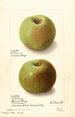 Malus domestica Rhode Island Greening - Ellen Isham Schutt — Ansicht des Kunstwerks