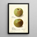 Malus domestica Rhode Island Greening - Ellen Isham Schutt — gerahmtes Bild an der Wand