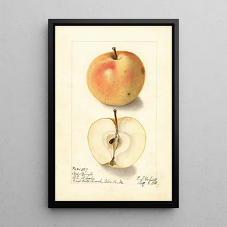 Ellen Isham Schutt - Malus domestica Tart Bough.webp
