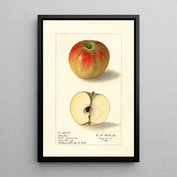 Malus domestica Texala - Ellen Isham Schutt — gerahmtes Bild an der Wand
