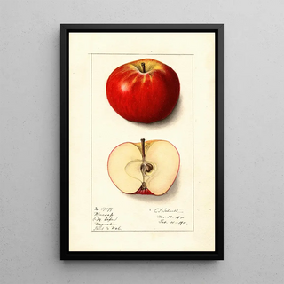 Ellen Isham Schutt - Malus domestica Winesap.webp