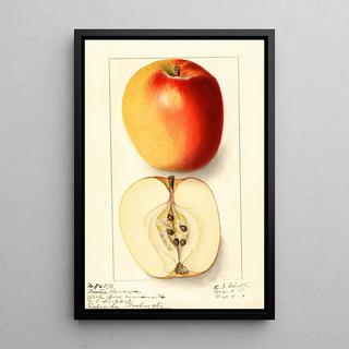 Ellen Isham Schutt - Malus domestica Winter Banana.webp