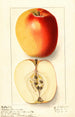Malus domestica Winter Banana - Ellen Isham Schutt — Ansicht des Kunstwerks
