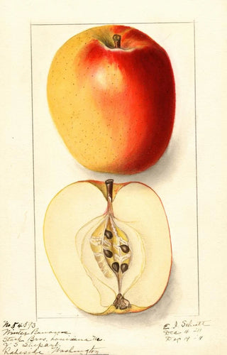 Ellen Isham Schutt - Malus domestica Winter Banana.webp