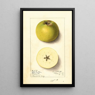 Ellen Isham Schutt - Malus domestica Yellow Newtown.webp