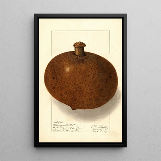 Ellen Isham Schutt - Mammea americana.webp