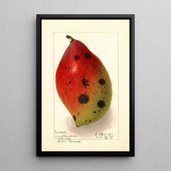 Mangifera indica Ameeri Amiri - Ellen Isham Schutt — gerahmtes Bild an der Wand