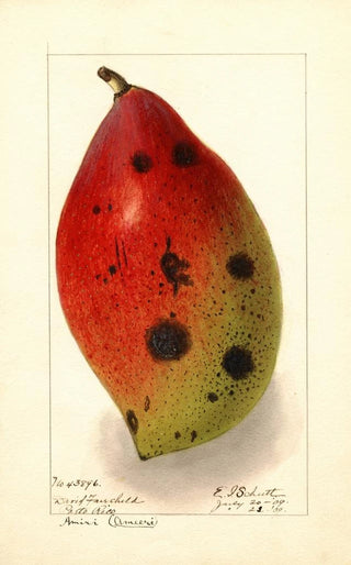 Ellen Isham Schutt - Mangifera indica Ameeri Amiri.webp