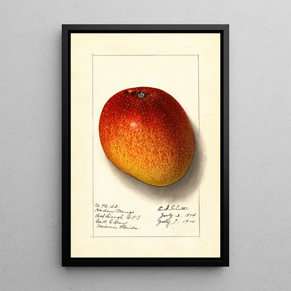 Mangifera indica Haden - Ellen Isham Schutt — gerahmtes Bild an der Wand