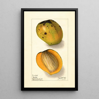 Ellen Isham Schutt - Mangifera indica Rajia.webp