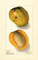 Mangifera indica Rajia - Ellen Isham Schutt — Ansicht des Kunstwerks
