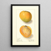 Mangifera indica Rose - Ellen Isham Schutt — gerahmtes Bild an der Wand
