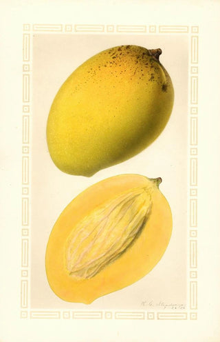 Ellen Isham Schutt - Mangifera indica Totafarice.webp