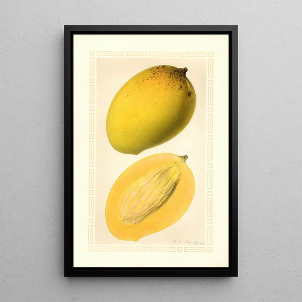 Mangifera indica Totafarice - Ellen Isham Schutt — gerahmtes Bild an der Wand