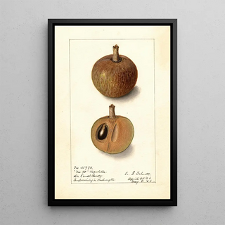 Ellen Isham Schutt - Manilkara zapota No.webp