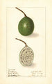 Passiflora - Ellen Isham Schutt — Ansicht des Kunstwerks