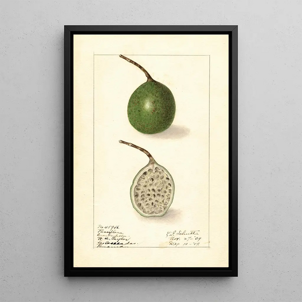 Passiflora - Ellen Isham Schutt — gerahmtes Bild an der Wand