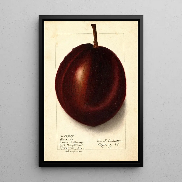 Persea Blackman - Ellen Isham Schutt — gerahmtes Bild an der Wand