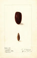 Phoenix dactylifera Tafilalt - Ellen Isham Schutt — Ansicht des Kunstwerks