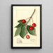 Prunus avium Govenor Wood - Ellen Isham Schutt — gerahmtes Bild an der Wand