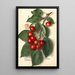 Prunus avium Ida - Ellen Isham Schutt — gerahmtes Bild an der Wand
