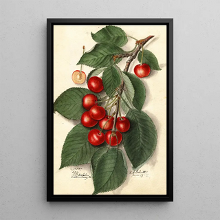Ellen Isham Schutt - Prunus avium Ida.webp
