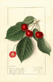 Prunus avium Royal Novelle - Ellen Isham Schutt — Ansicht des Kunstwerks