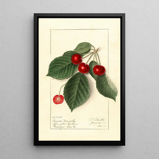 Ellen Isham Schutt - Prunus avium Royal Novelle.webp