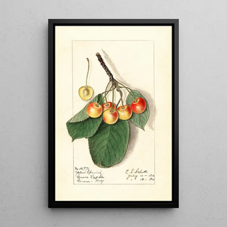 Ellen Isham Schutt - Prunus avium Yellow Spanish.webp
