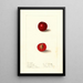 Prunus domestica Free Silver - Ellen Isham Schutt — gerahmtes Bild an der Wand
