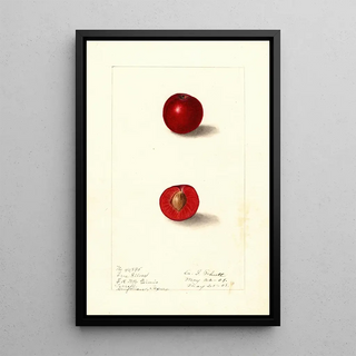 Ellen Isham Schutt - Prunus domestica Free Silver.webp