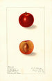 Prunus domestica Happiness - Ellen Isham Schutt — Ansicht des Kunstwerks