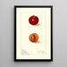 Prunus domestica Happiness - Ellen Isham Schutt — gerahmtes Bild an der Wand