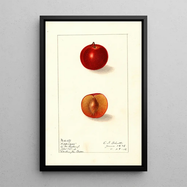 Prunus domestica Happiness - Ellen Isham Schutt — gerahmtes Bild an der Wand