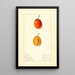 Prunus domestica Munson - Ellen Isham Schutt — gerahmtes Bild an der Wand