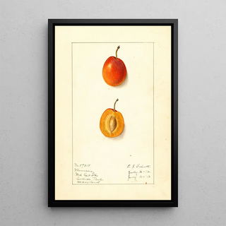 Ellen Isham Schutt - Prunus domestica Munson.webp